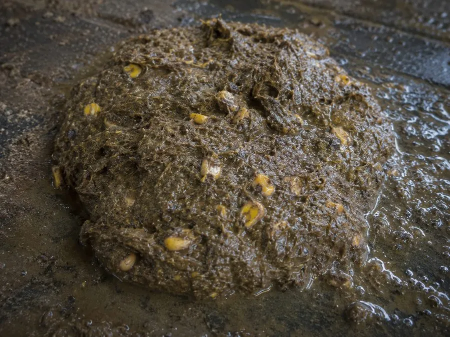 Manure full of undigested corn kernels