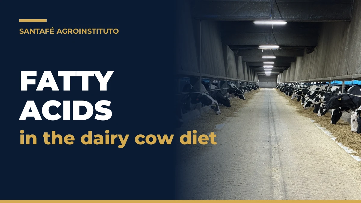 Fatty acids in the dairy cow diet: Holstein cows eating TMR along the feed alley