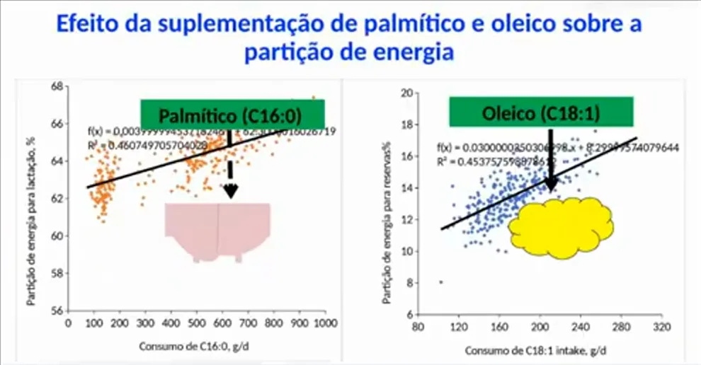 Fatty acids in the dairy cow diet: effect of palmitic and oleic acid on energy partitioning